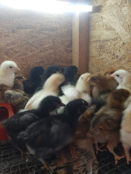 Продам цыплят несушек