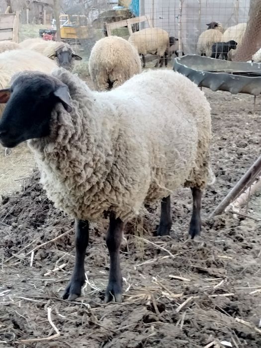 Oi Suffolk de vanzare