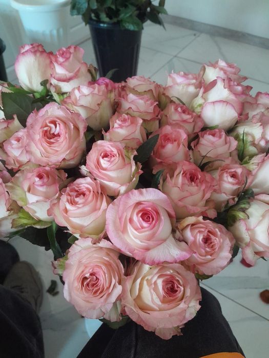 Розы 450 за стебель (живые)