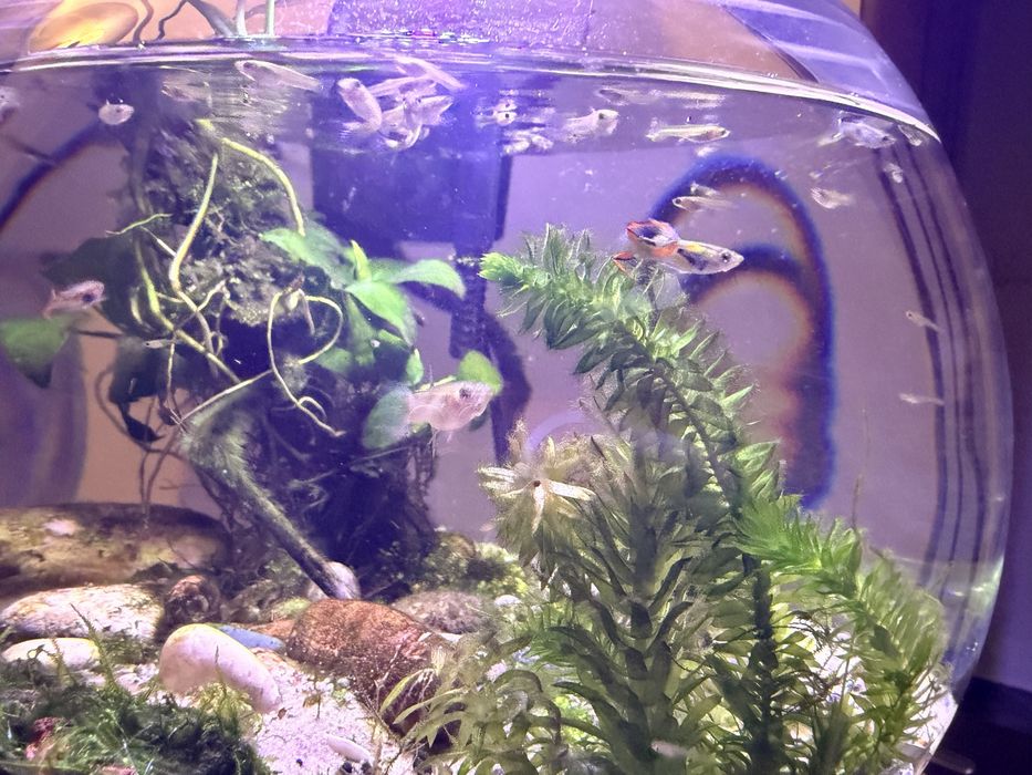 Продавам малки гупи Ендлер (Endler Guppy)