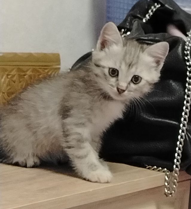 Котята 2000. Мама британка