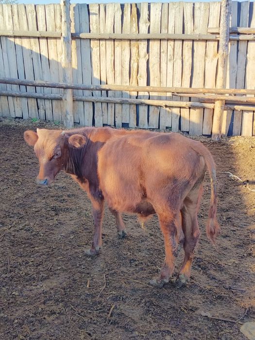 Продам 5бычков.Доставка.