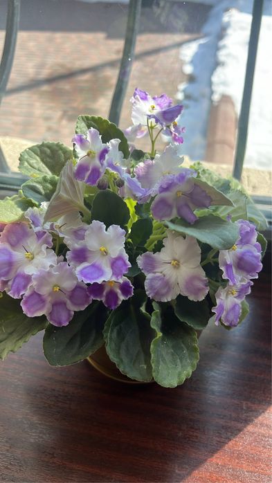 Комнатные цветы