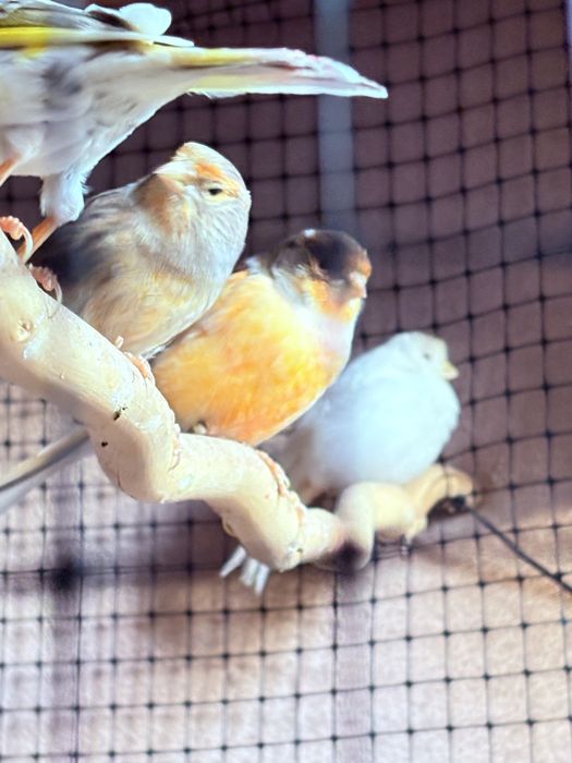 Продавам Канарчета/ Канари