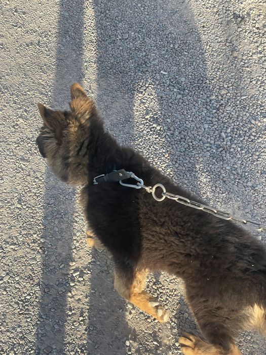 3. Oylik 200 $ kelishamiz oʻrgatilgan pasport bor emlangan muomosi yoq