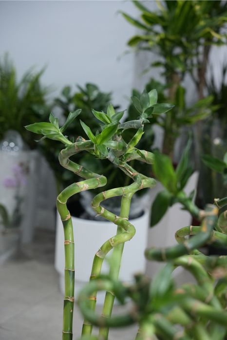 Комнатный бамбук: ветка