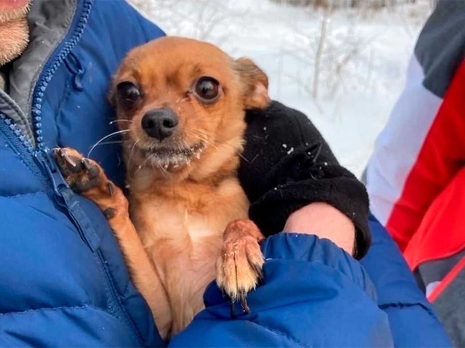 Пропал Той-терьер