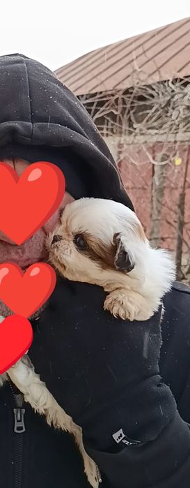 Shi tzu talie mică botic turtit ambii părinți au certificat pedigree