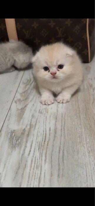 котята вислоухие шотладские