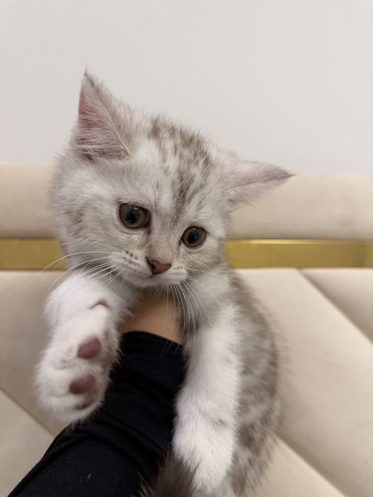 Продам котёнка срочно