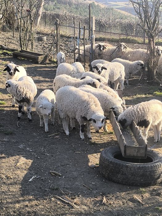 Mielute și berbecuți disponibili