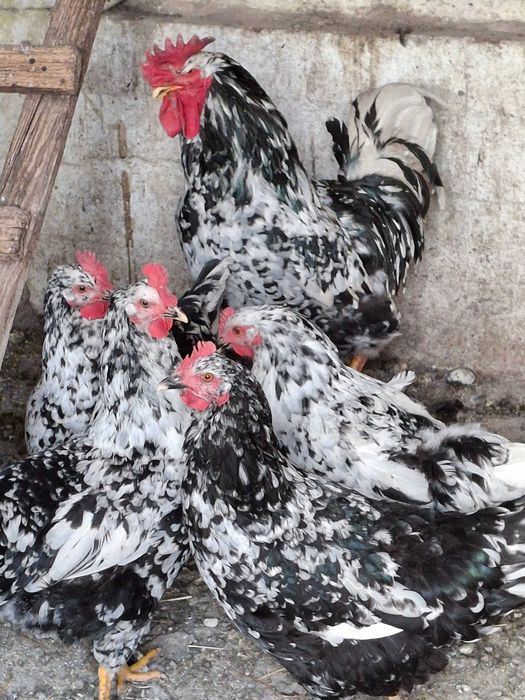 Oua incubat de vanzare