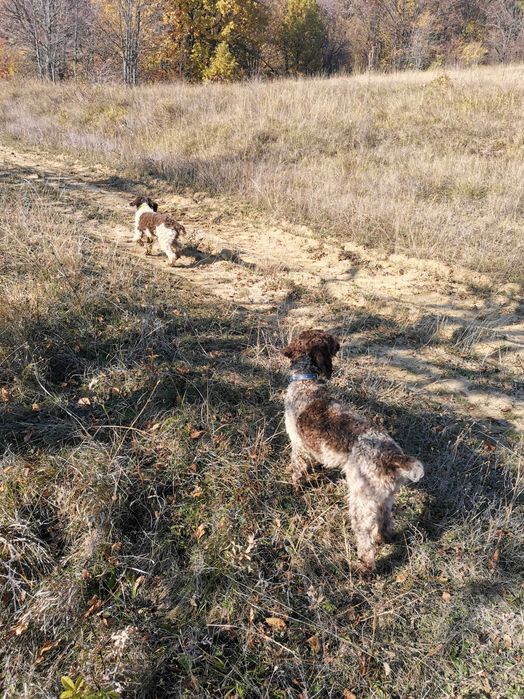 Продавам лагото романьоло
