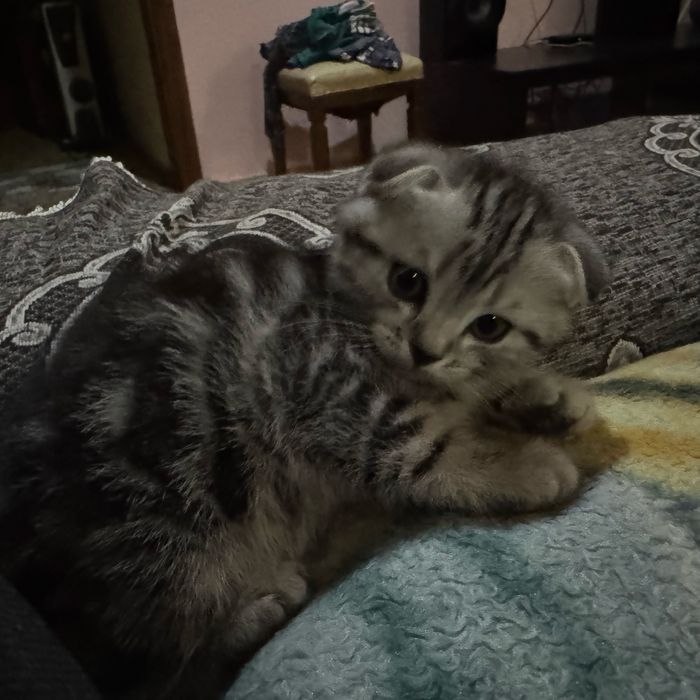 котята , с родословной
