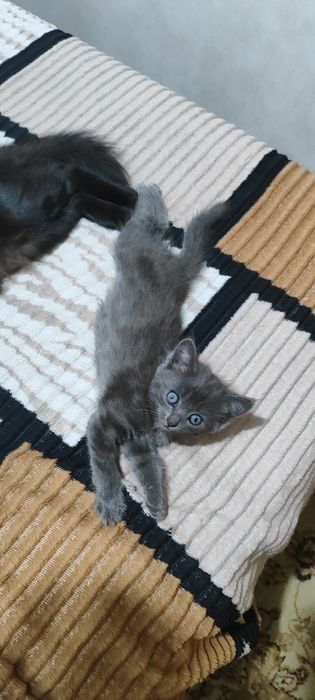 отдам котенка даром