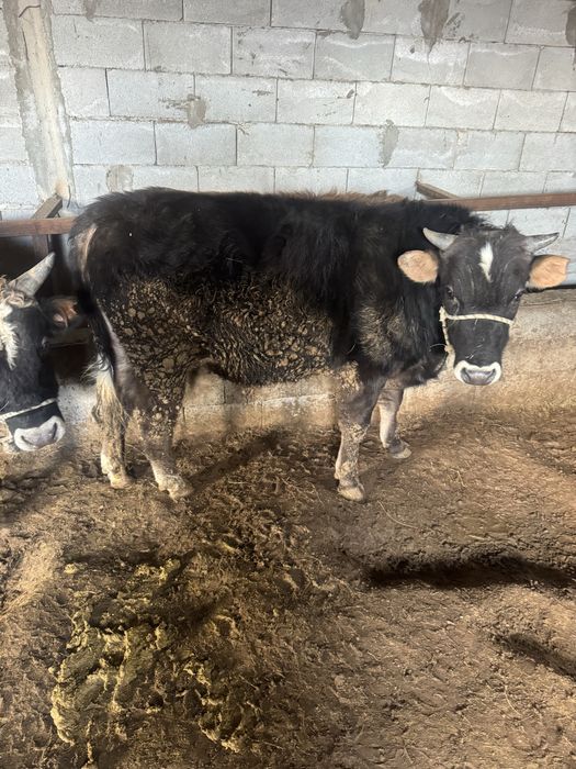 Бука бык откорм