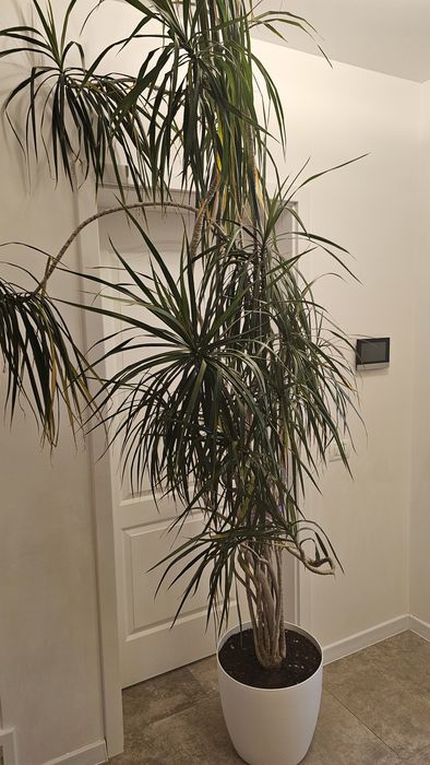 Vand Dracaena marginata (Dracaena cu frunze înguste),Vand Dracaena marginata (Dracaena cu frunze înguste)