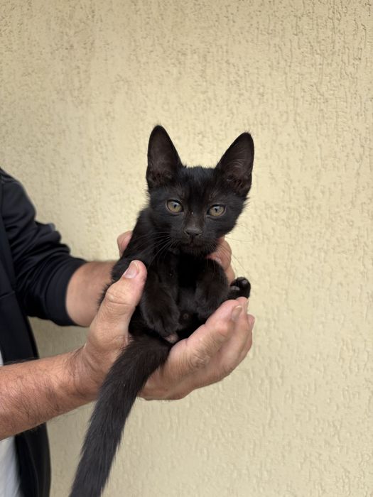 Котенца на 2 месеца