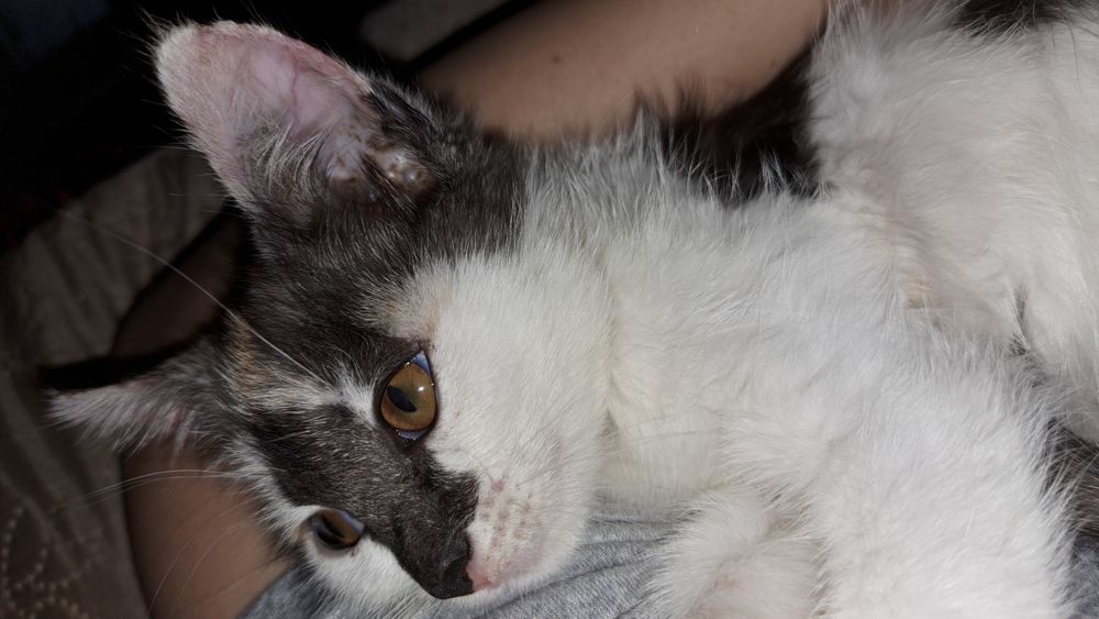 Отдам котёнка девочку в хорошие руки