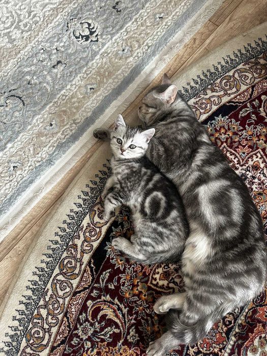 продам шотландский котенок