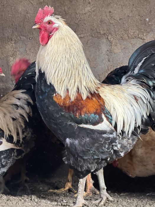 Қораздар  (петухи)