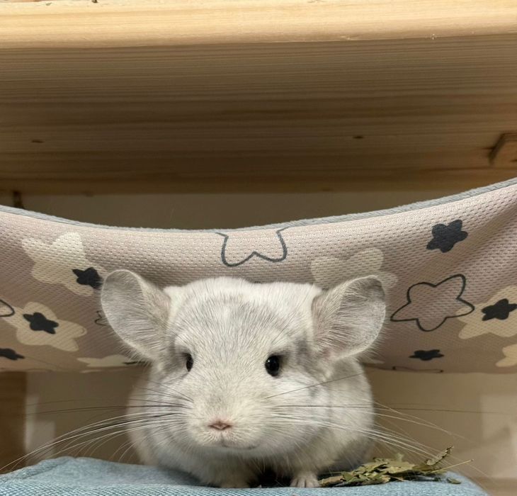 Шиншиллы белого окраса