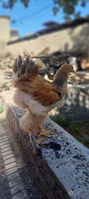 Bramma zotli tovuqlar sotiladi soni 3ta