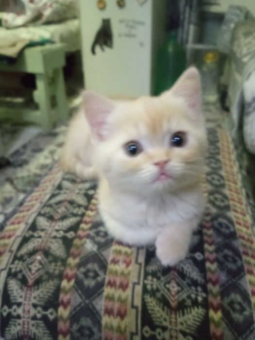 Шотландские фолды ко всему приучены родились 15 ноября