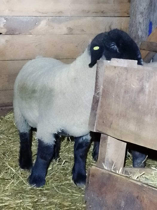 Berbeci, berbecuti suffolk!