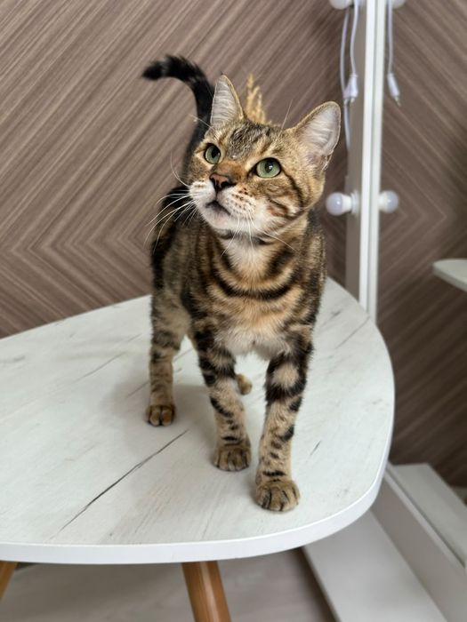 Бенгальская кошка