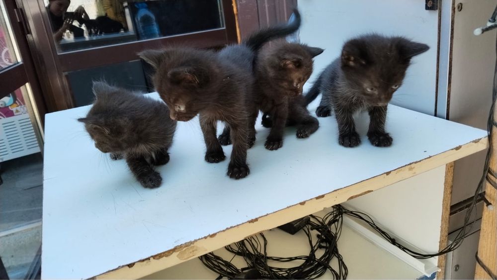 Отдам котят в добрые руки, 4 мальчика 1 девочка