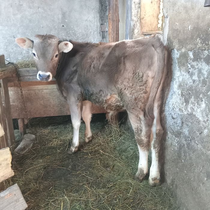 De vânzare tauras