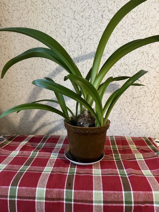 Цветок Аморалис, 50т.сум