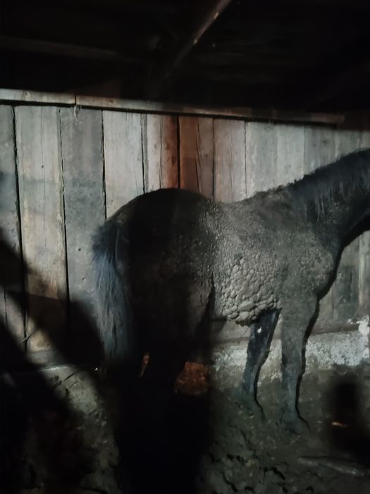 Продам Байтал,Кунан с откорма