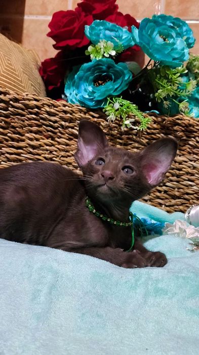 Ориентальные котята ( бронь и готовые )