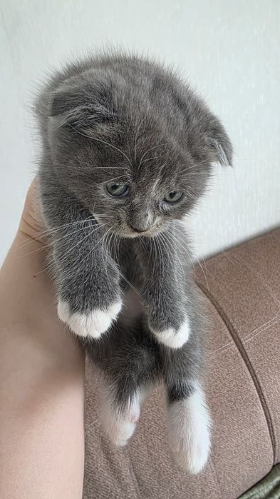 шотландские вислоухие котята