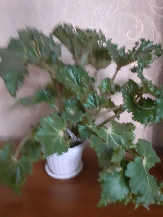 Продаю цветок Бегунья