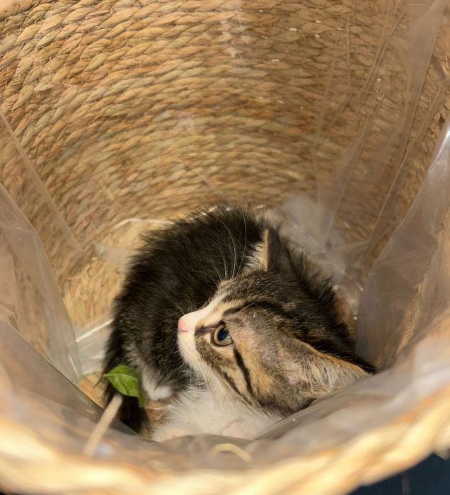 Отдам котенка в добрые руки