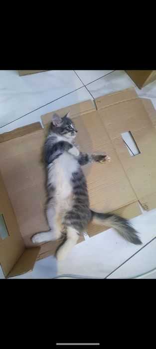 Кошки даром , 2 кошки сестры