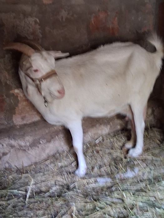 Capră sannen de vânzare