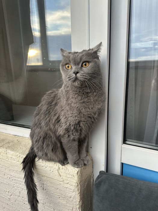 Отдам кошку британская