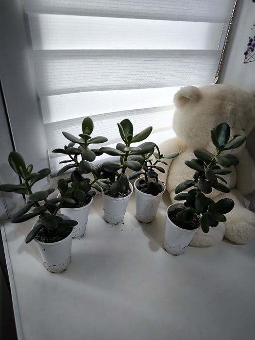 Денежное дерево крассула (толстянка)