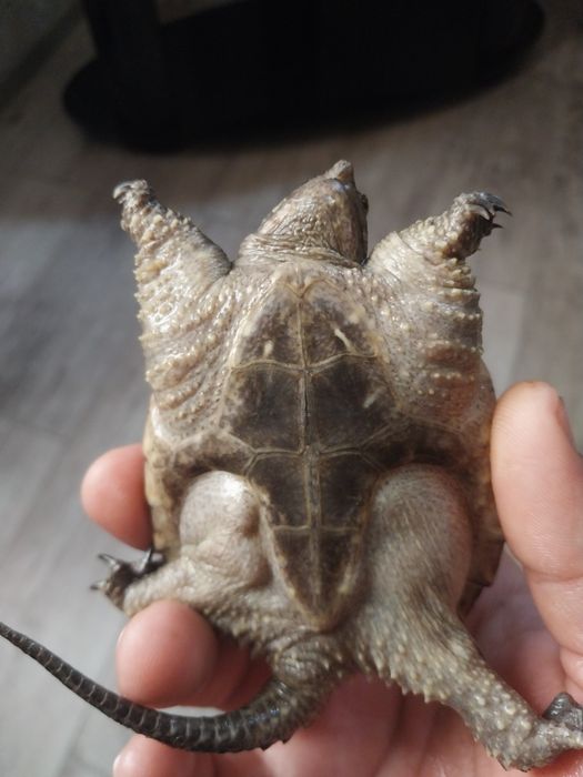 Грифовая черепаха