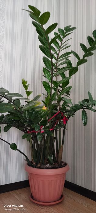 Продам комнатные цветы.