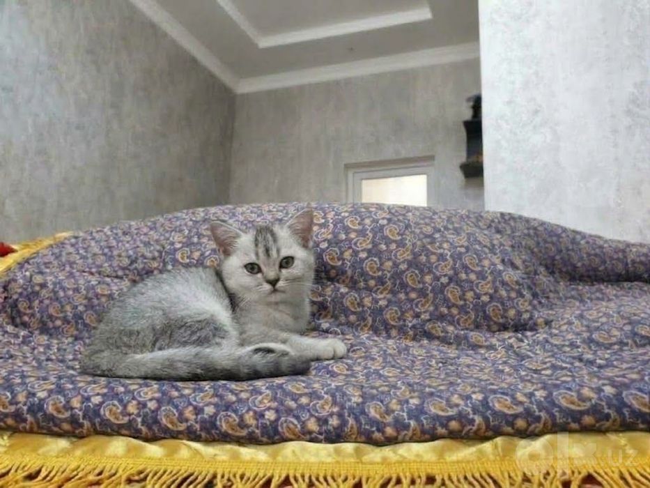 Серебристый шиншила