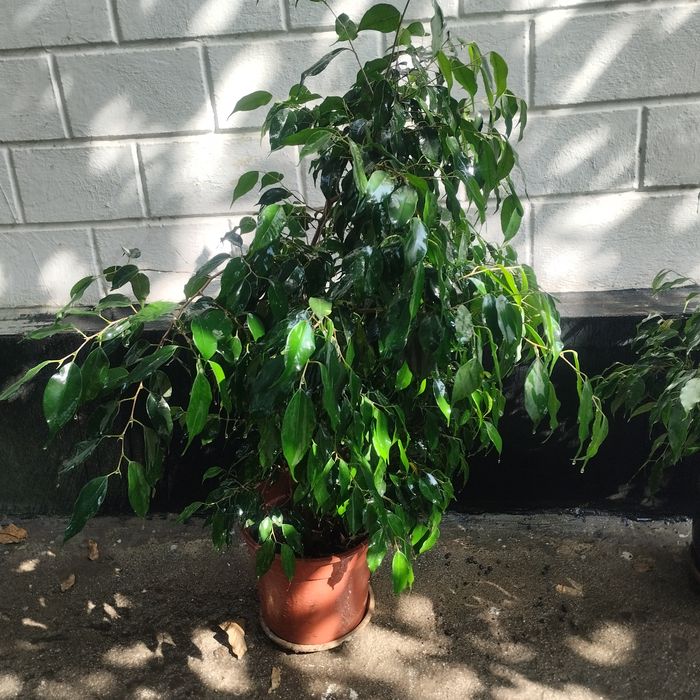 Фикус Бенжамена комнатный цветок