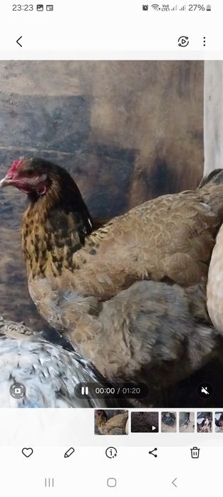 Курицы  домашние