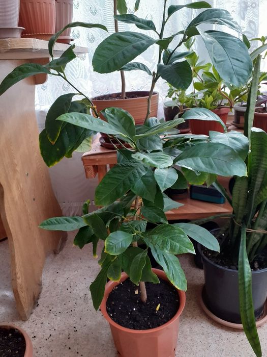 Цветы для офиса в горшках.Разных размеров нужно смотреть.