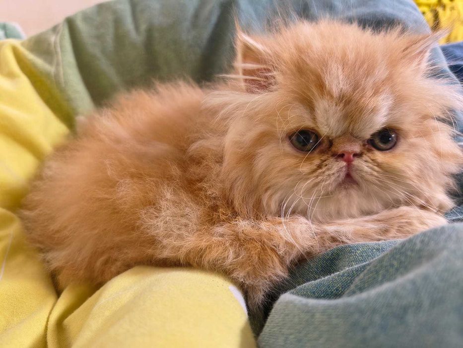 Pisici persane orange cu botic turtit