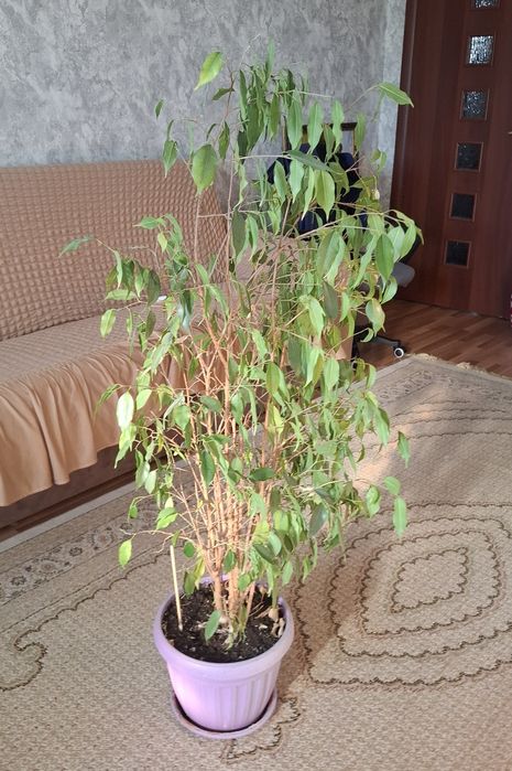фикус Бенджамина